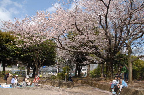 201403_hanami_00.jpg