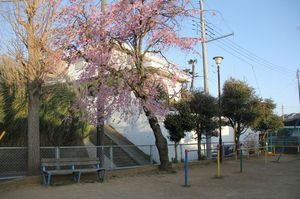 IMG_5480shidaresakura.jpg