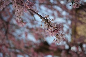 IMG_5597shidaresakura.jpg